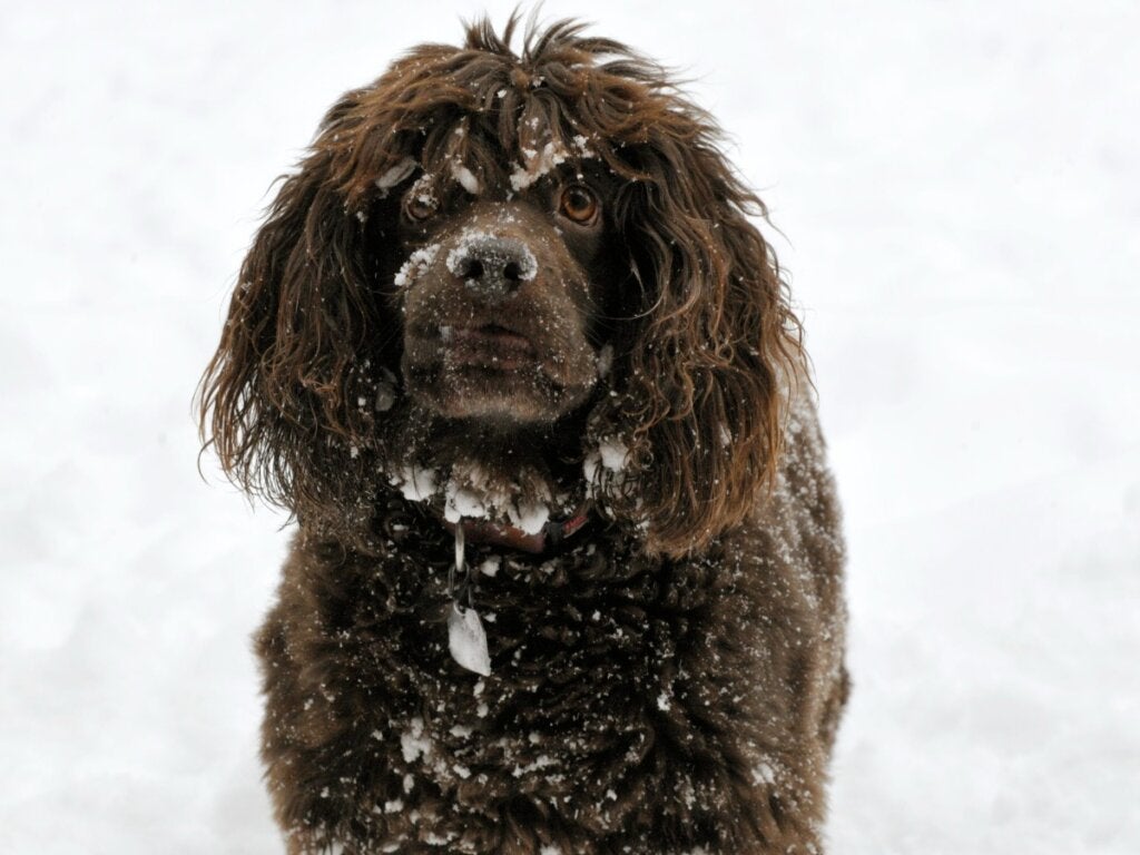 Boykin spaniel: Alt om denne rasen
