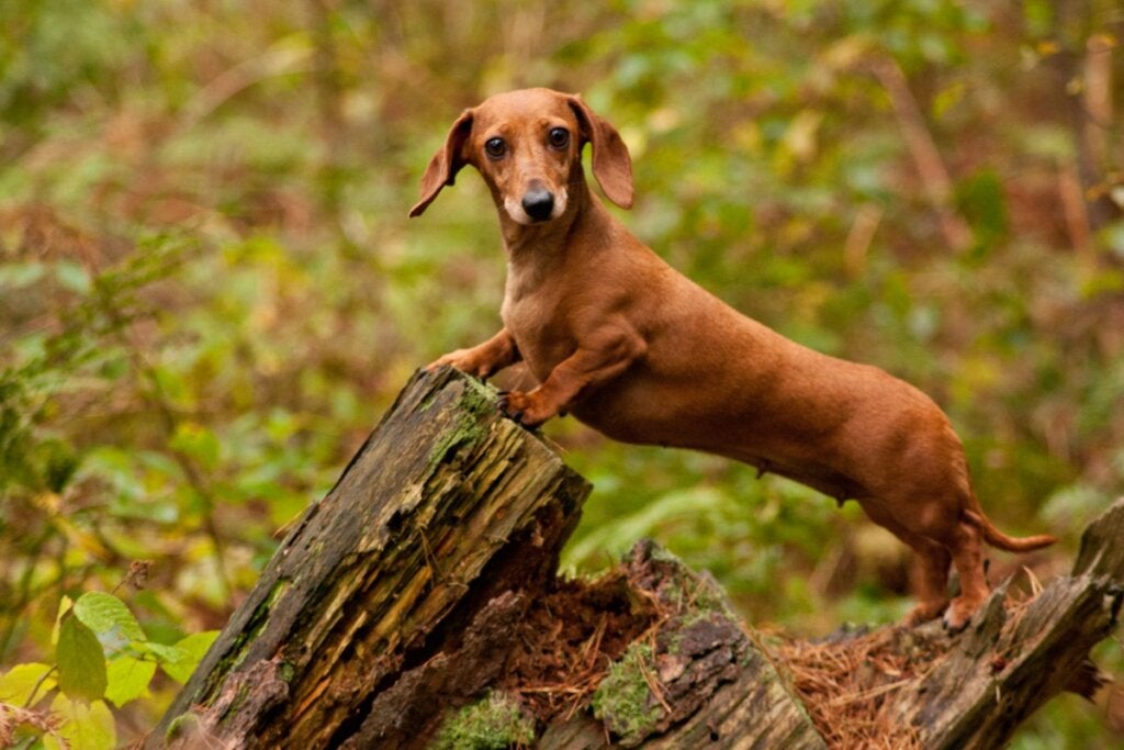 De vanligste sykdommene hos dachshunder