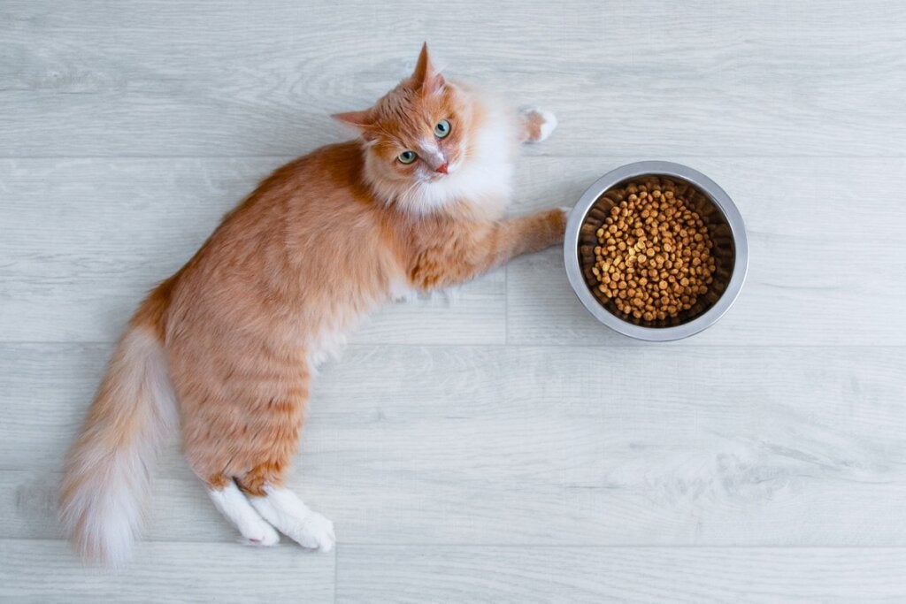 Hva skal jeg gjøre hvis katten min ikke vil spise?