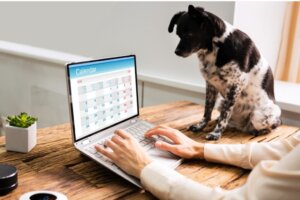 6 praksiser for å etablere en rutine for hunden din