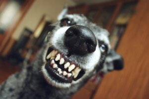 Grunnen til at hunden din knurrer på eller biter valpene sine