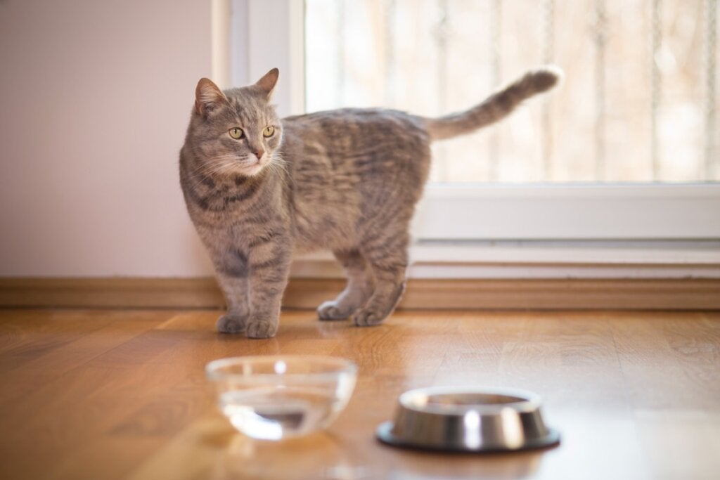Katten min drikker ikke vann, hva kan jeg gjøre?