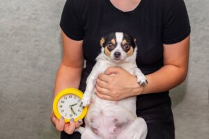 Drektighetstest for hunder og bekeftelsesteknikker