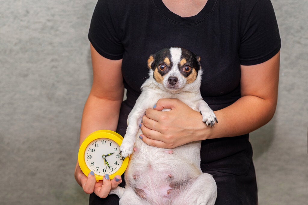 Drektighetstest for hunder og bekeftelsesteknikker