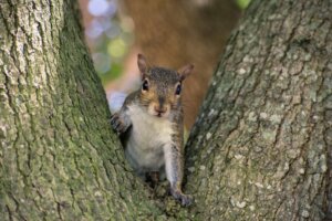 9 kuriositeter om ekorn