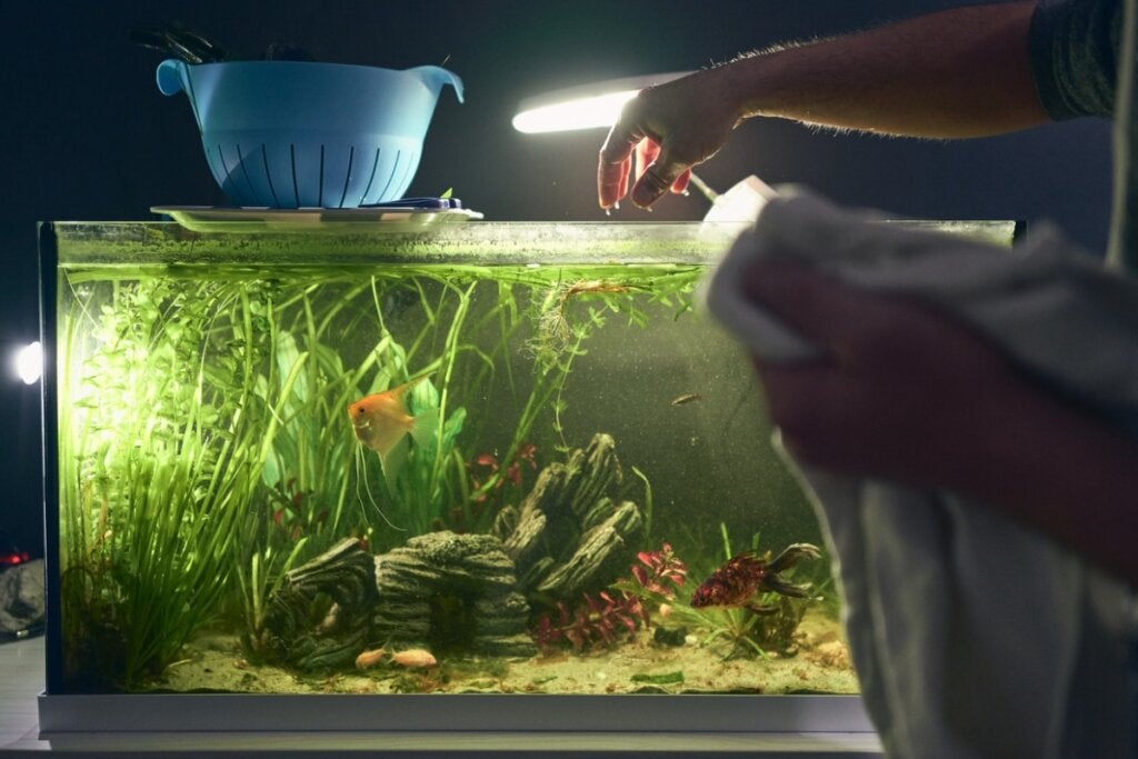 9 grunner til at tropiske fisker dør i et akvarium og hvordan det kan forhindres
