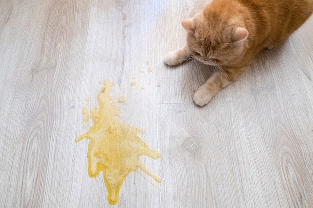 Kaster katten din opp etter å ha spist?