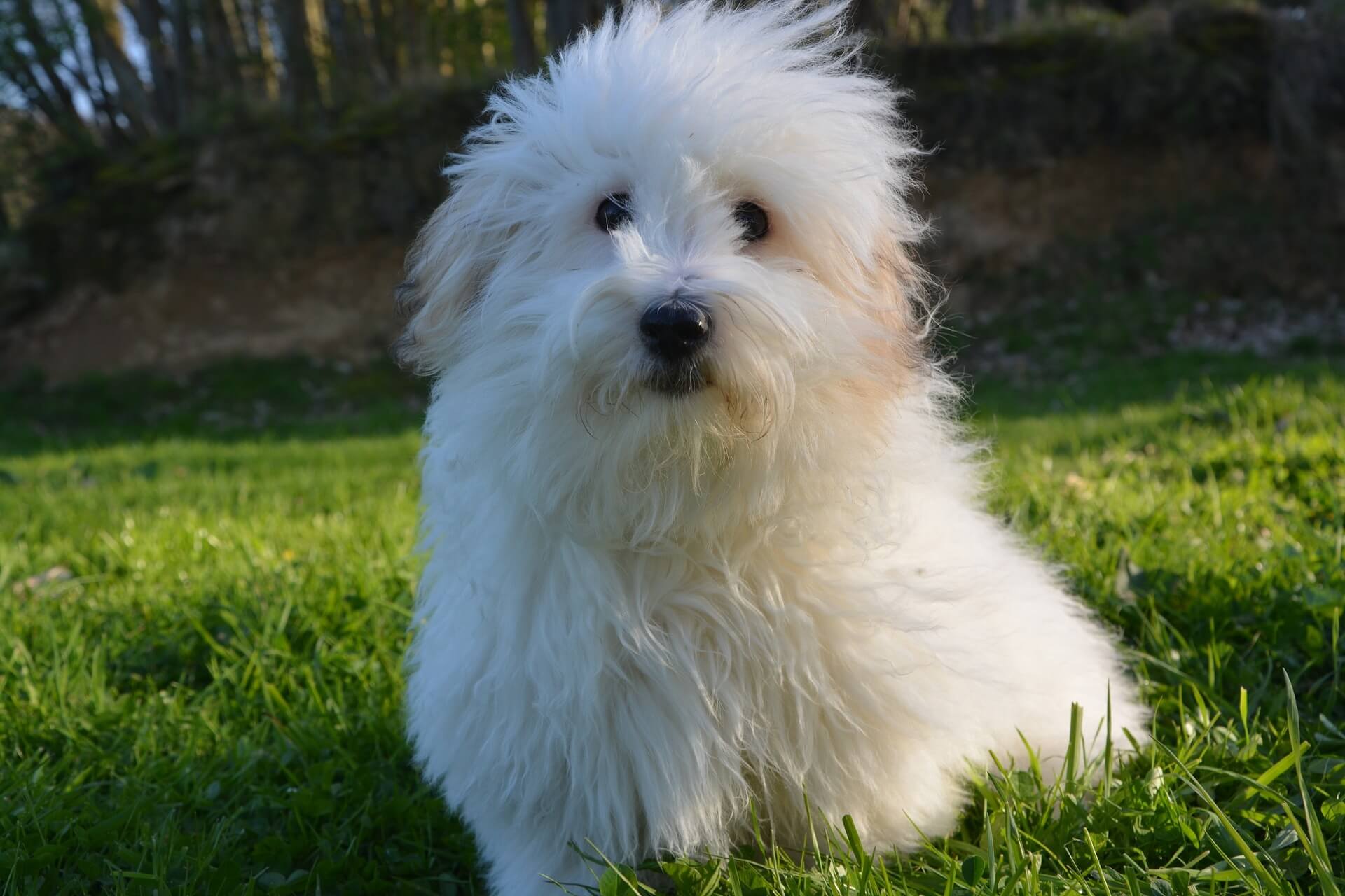 Coton De Tulear røyter ikke mye
