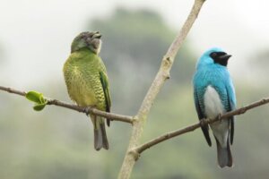 Utforsking av seksuell dimorfisme: 5 imponerende eksempler