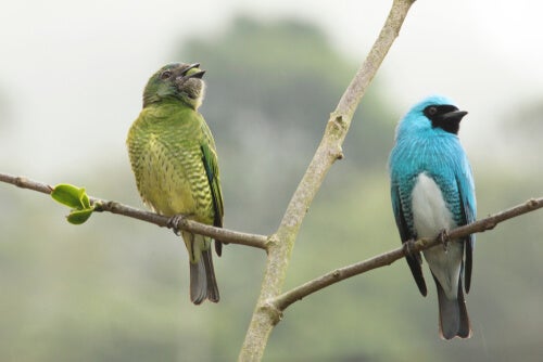 Utforsking av seksuell dimorfisme: 5 imponerende eksempler