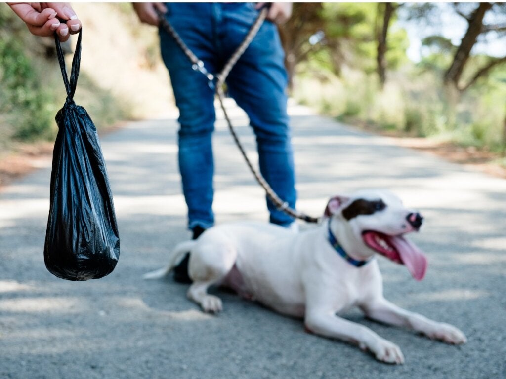 Svart avføring hos hunder: Hva skyldes det?