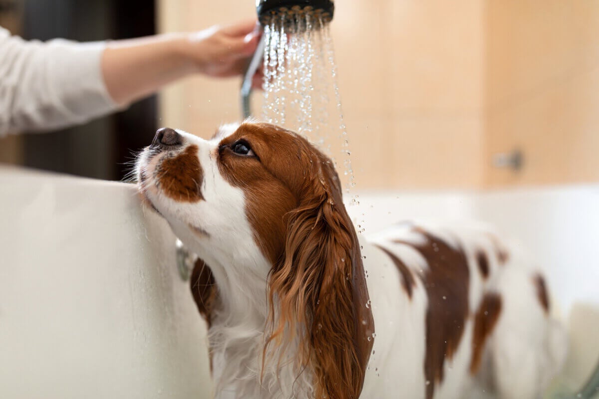 Hundehygiene: regelmessig stell og hundens helse