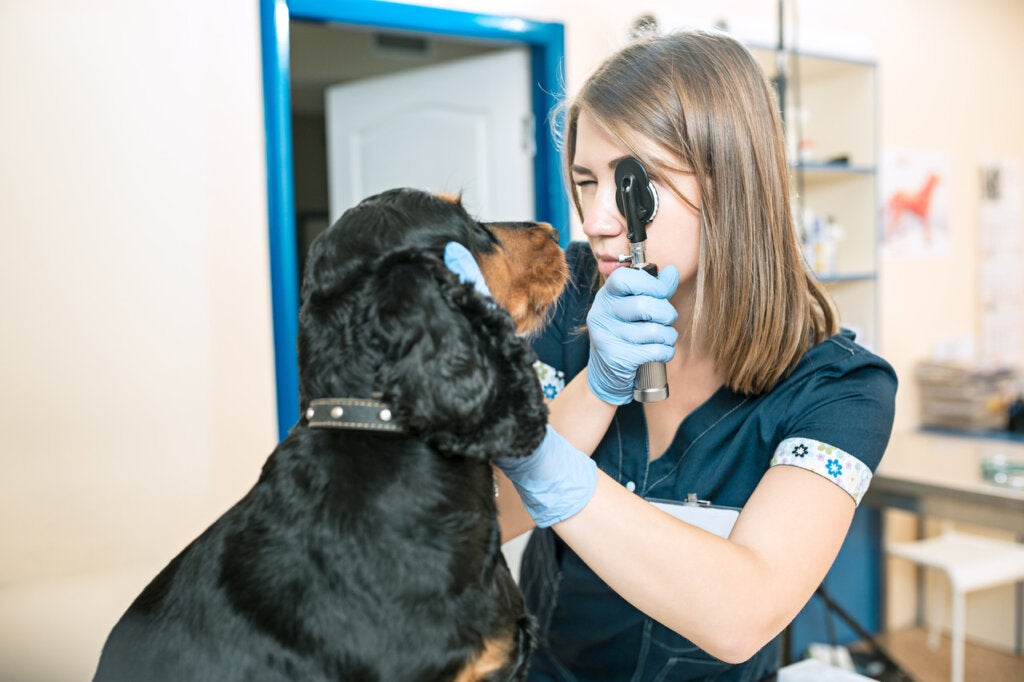 11 arter som er på randen av utryddelse - My Animals