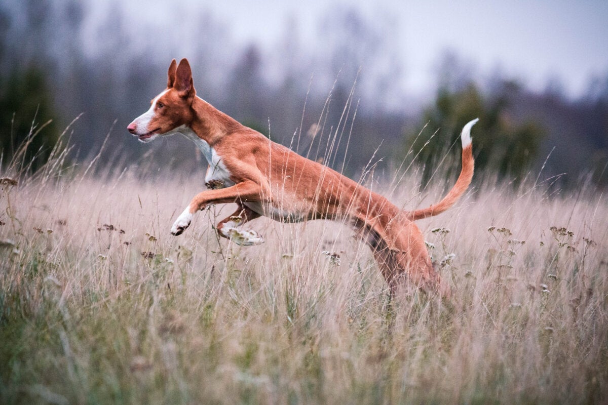 Podenco ibicenco: Kjennetegn og omsorg