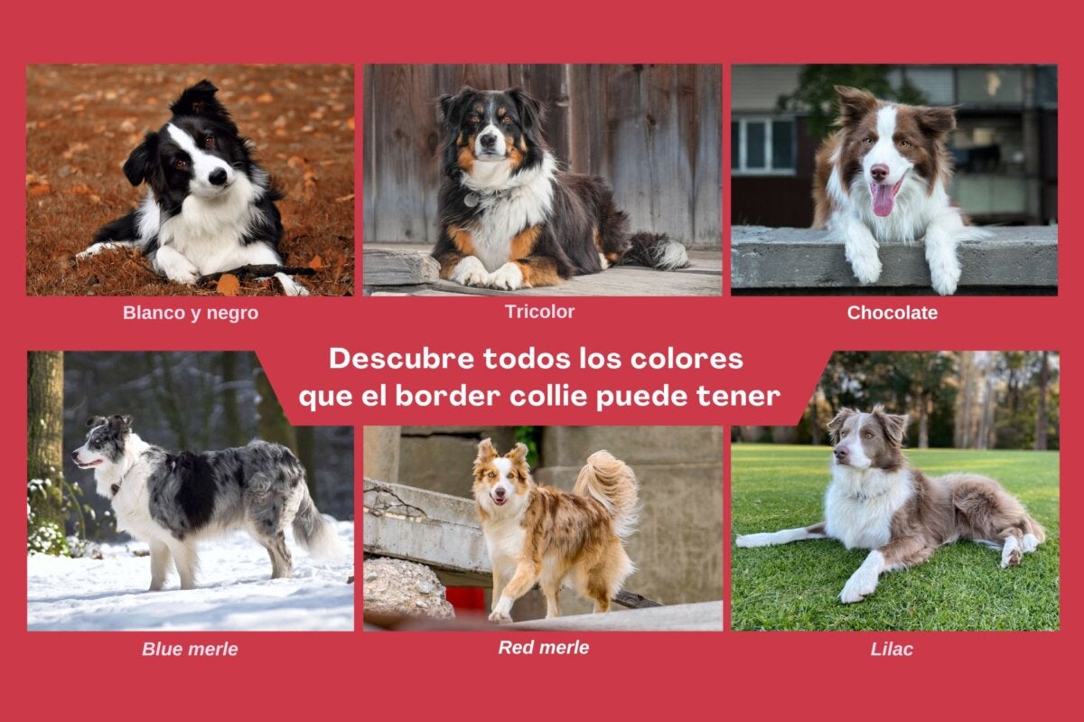 Oppdag alle fargene til border collie